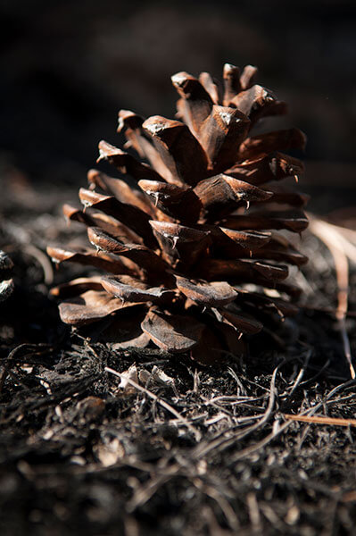 Washington-Prescribed-Burn_why-fire-pinecone